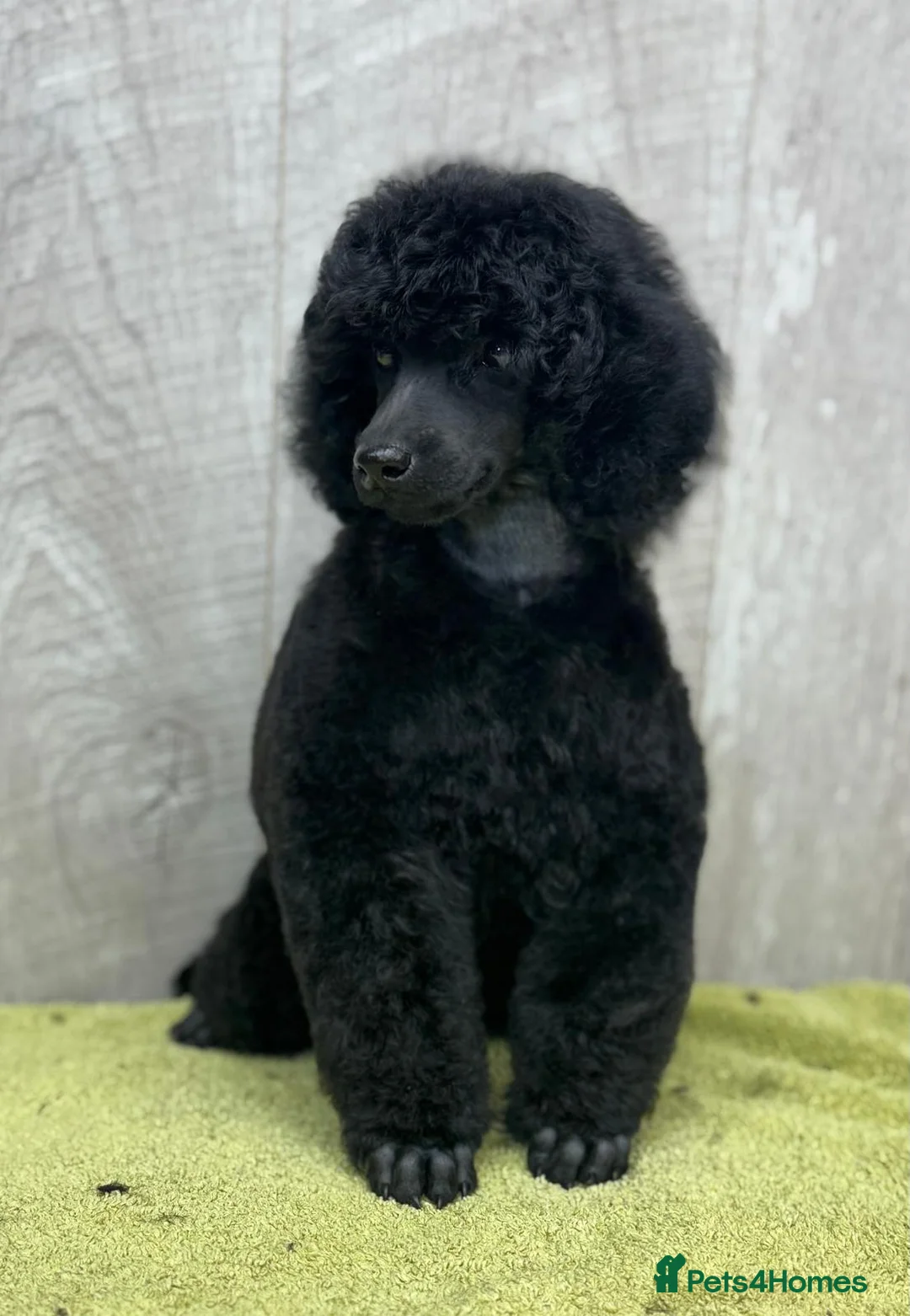 Miniature Poodle dogs for sale: Boys,Boys,Boys! Stunning Miniature Poodle Puppies - Advert 13