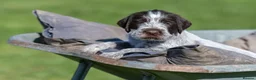 German Wirehaired Pointer dogs for sale: HEALTH CHECKED + 1ST VACC GIVEN. KC REG GWP PUPS - Advert 7