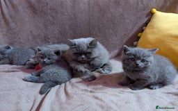 British Shorthair cats for sale: British short hair  - Image 4