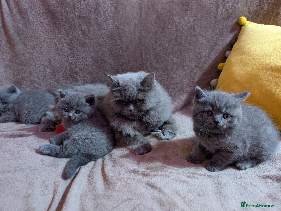 British Shorthair cats for sale: British short hair  - Image 4