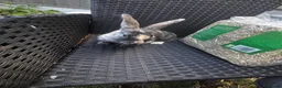 Mixed Breed rabbits for sale: Baby rabbits for sale in Sittingbourne - Advert 10