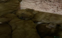 Cavapoo dogs for sale: Red Cavapoo babies - Image 6