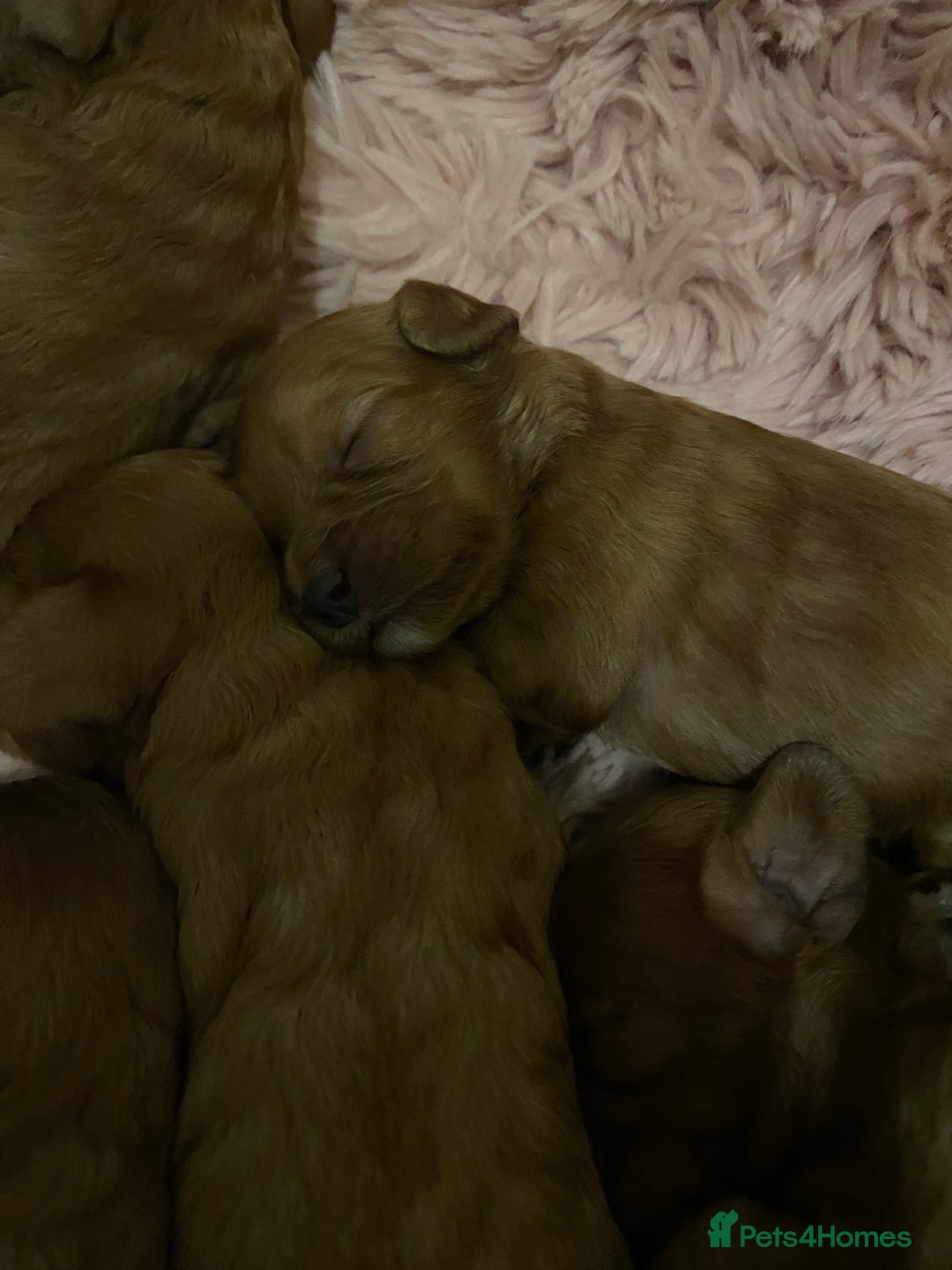 Cavapoo dogs for sale: Red Cavapoo babies - Image 6