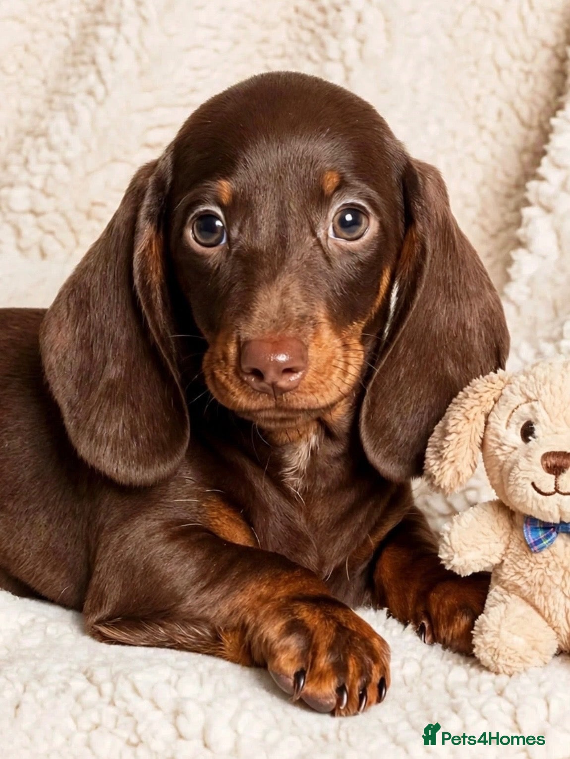 Dachshund dogs Gorgeous  miniature dachshund puppy  - Advert 4