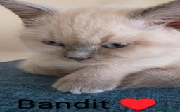 Ragdoll cats for sale: 4 stunning ragdoll kittens left - Image 19