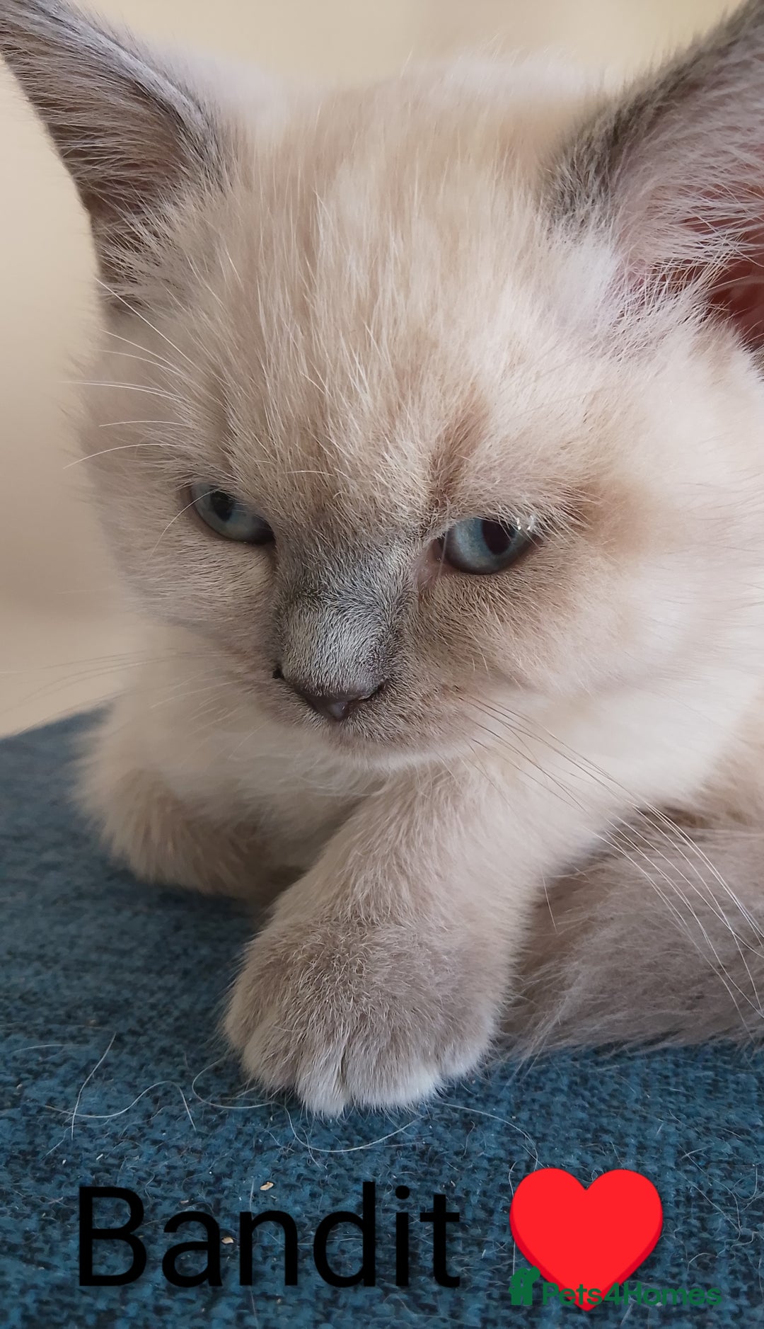 Ragdoll cats for sale: 4 stunning ragdoll kittens left - Image 19