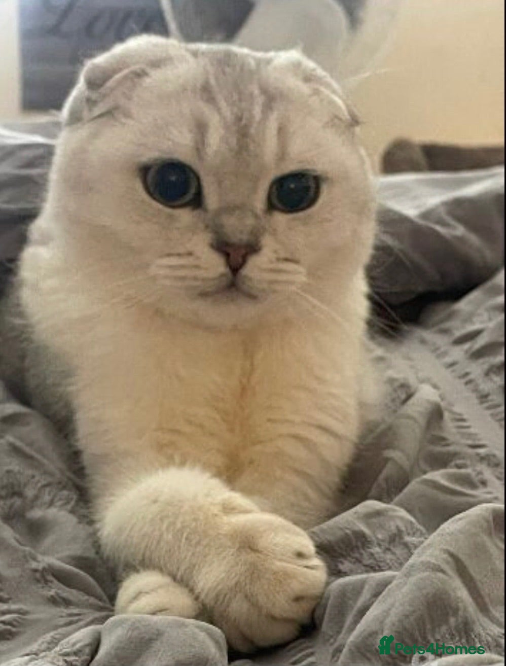 Scottish Fold cats Scotish Fold - Advert 9