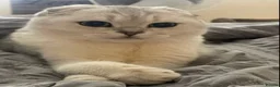 Scottish Fold cats for sale: Scotish Fold in Worthing - Advert 1