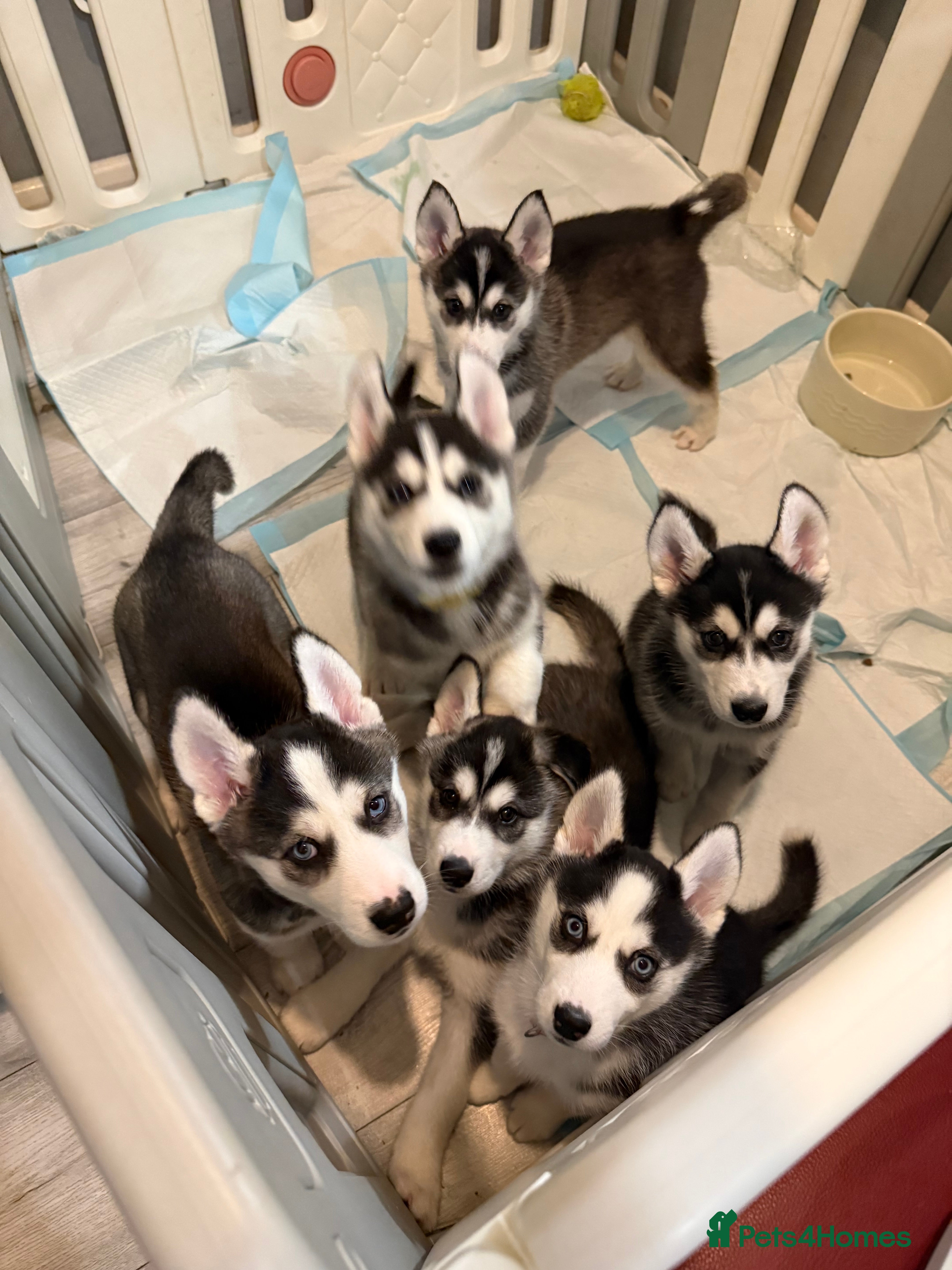 Siberian Husky dogs Gorgeous, Healthy & Fully Insured Siberian puppies - Advert 8