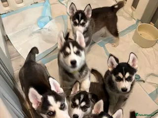 Siberian Husky dogs Gorgeous, Healthy & Fully Insured Siberian puppies - Advert 8