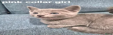 Pink Collar Girl 