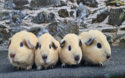 Guinea Pig rodents for sale: Californian Guinea pigs - Image 1