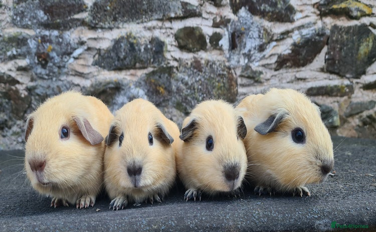 Guinea Pig rodents - Advert 1