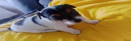 Jack Russell dogs for sale: Full pedigree jack russell pups  in Middlesbrough - Advert 20