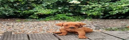 Labrador Retriever dogs for sale: KC Registered pups for sale in Rye - Advert 2