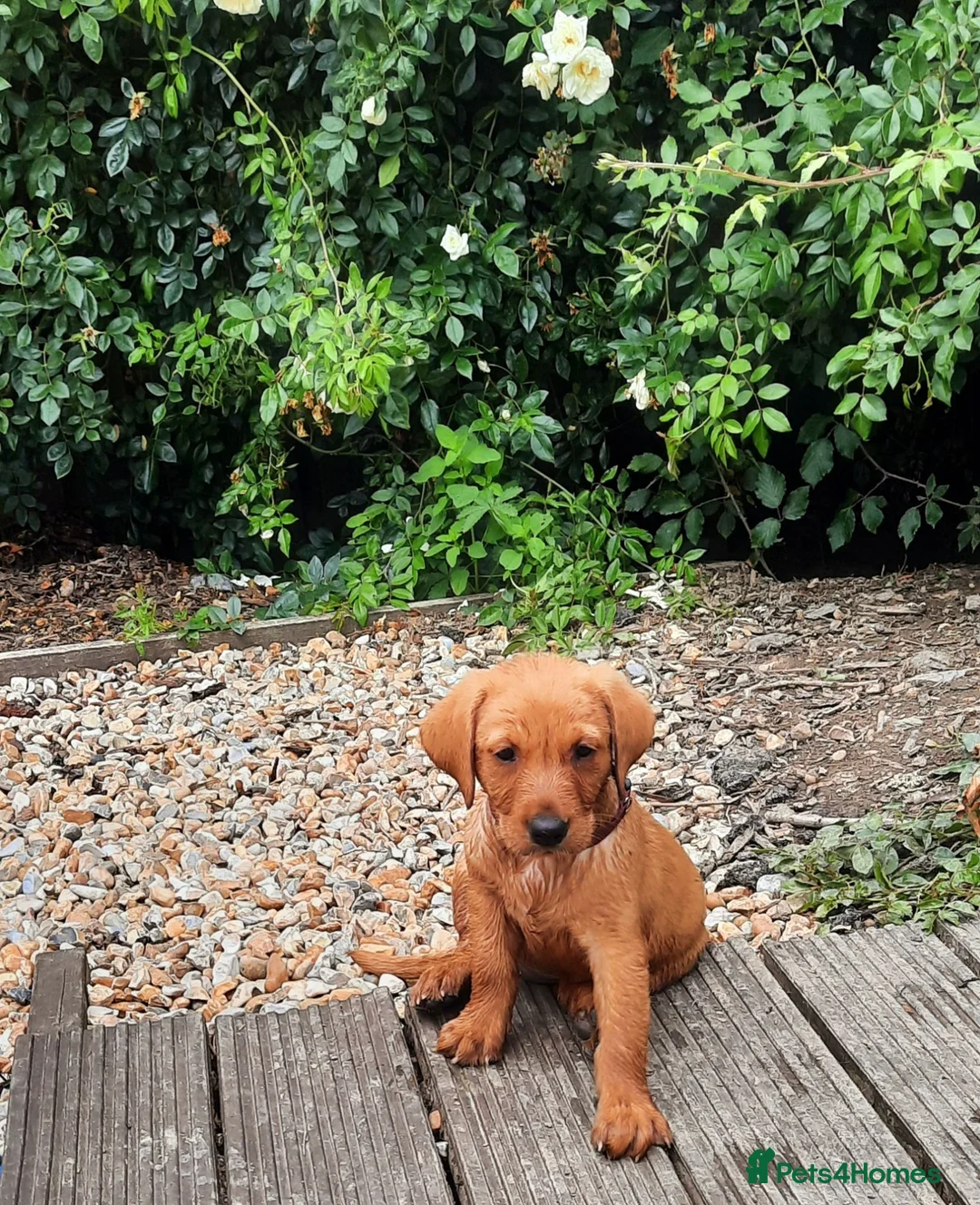 Labrador Retriever dogs for sale: KC Registered pups for sale in Rye - Advert 2
