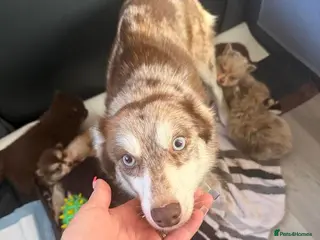 Pomsky dogs Pomsky puppies - Advert 6