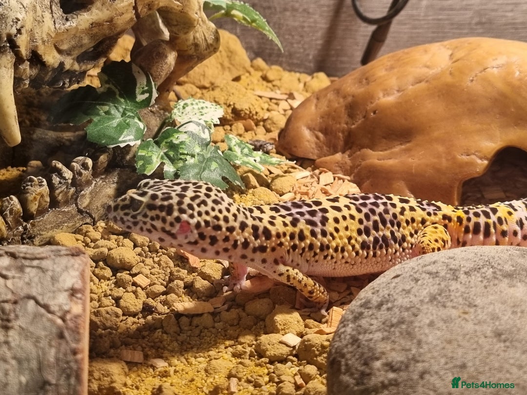 Gecko reptiles for sale: Leopard Gecko - Image 8