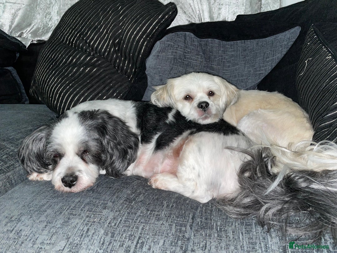 Lhasa Apso dogs for sale: beautiful female lhasa  - Advert 5