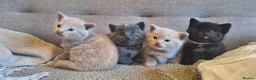 British Shorthair cats for sale: Beautiful BSH Cross Kittens  - Advert 2