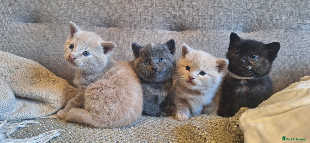 British Shorthair cats for sale: Beautiful BSH Cross Kittens  - Advert 2