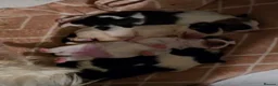 Mixed Breed dogs for sale: 4 LHASO APSO X YORKSHIRE TERRIOR CROSS PUPS - Advert 1