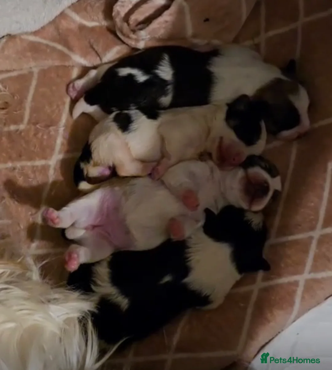 Mixed Breed dogs for sale: 4 LHASO APSO X YORKSHIRE TERRIOR CROSS PUPS - Advert 1
