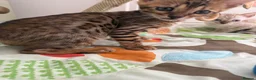 Bengal cats for sale: TICA Pedigree Bengal Kittens Snow & Brown  - Advert 8