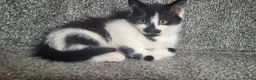 Mixed Breed cats for sale: cute kittens are looking for their new home in Gateshead - Advert 16