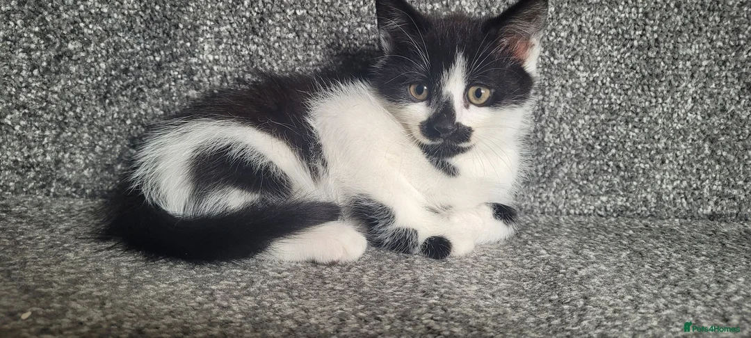 Mixed Breed cats for sale: cute kittens are looking for their new home in Gateshead - Advert 16