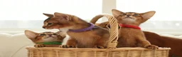 Abyssinian cats for sale: Pure breed Abyssinian kitten’s GCCF registered  - Advert 7