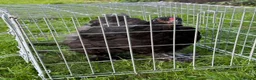Chickens poultry for sale: Pair of brahmas - Advert 37