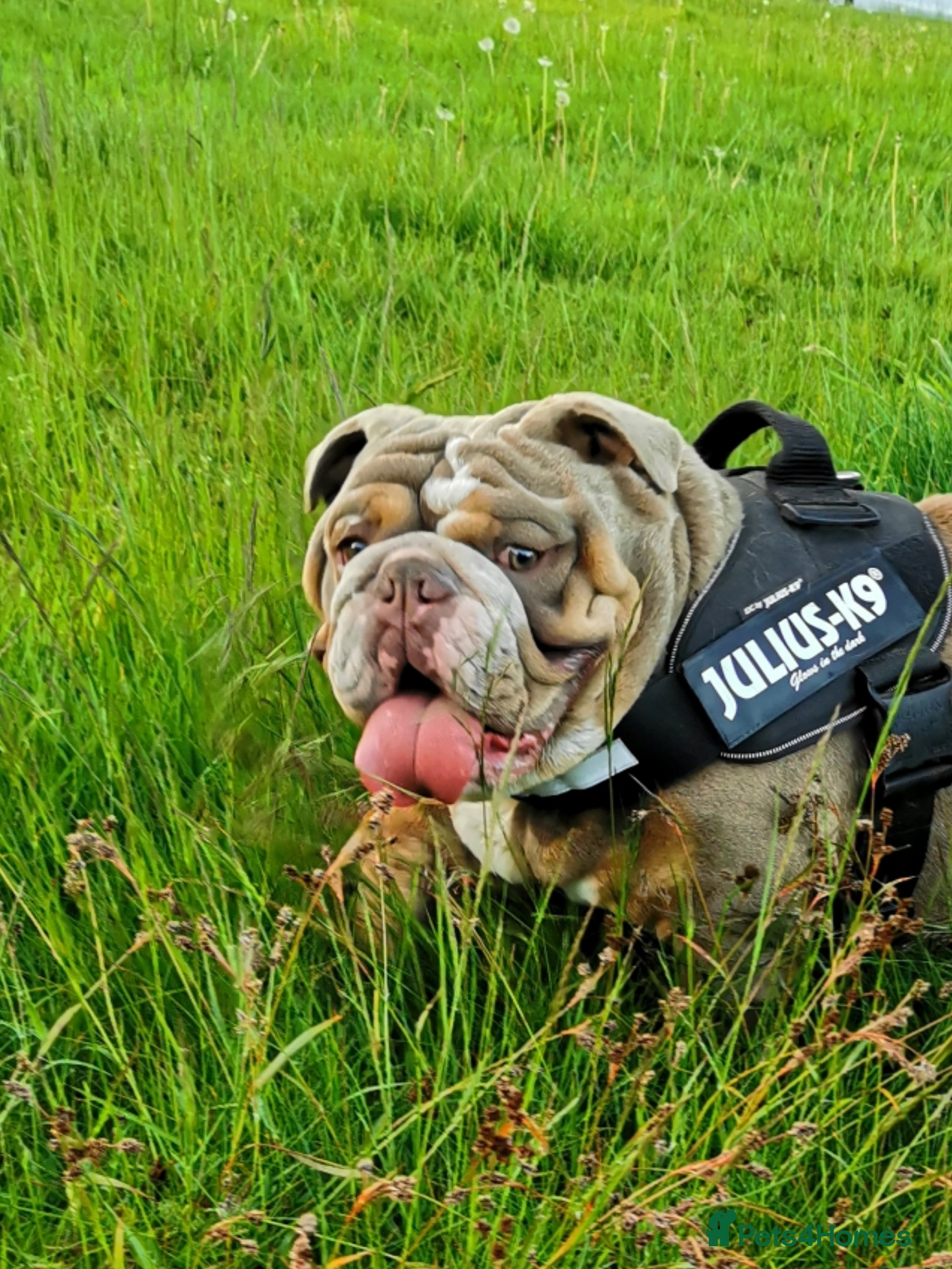 English Bulldog dogs Freddie Lilac tri stud in Manchester - Advert 20