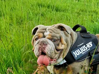 English Bulldog dogs Freddie Lilac tri stud in Manchester - Advert 16