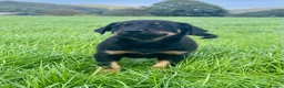 Mixed Breed dogs for sale: Gorgeous huntaway x collie pups in Abergele - Advert 10