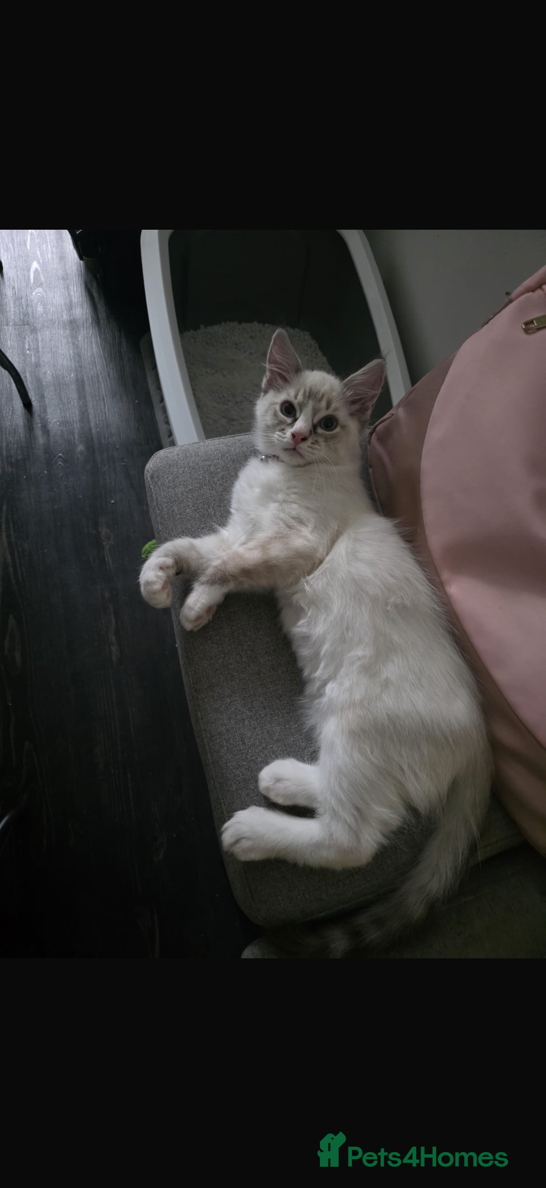 Ragdoll cats for sale: Ragdoll blue lynx - Male - Advert 1