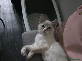 Ragdoll cats Ragdoll blue lynx - Male - Advert 9