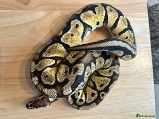 Python Snake reptiles Royal Pythons - Advert 1