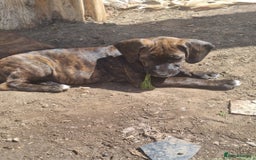 Mixed Breed dogs for sale: Cute little princess  - Image 10