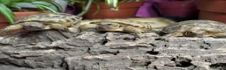 Tortoise reptiles for sale: Baby Horsfield tortoises  - Advert 4