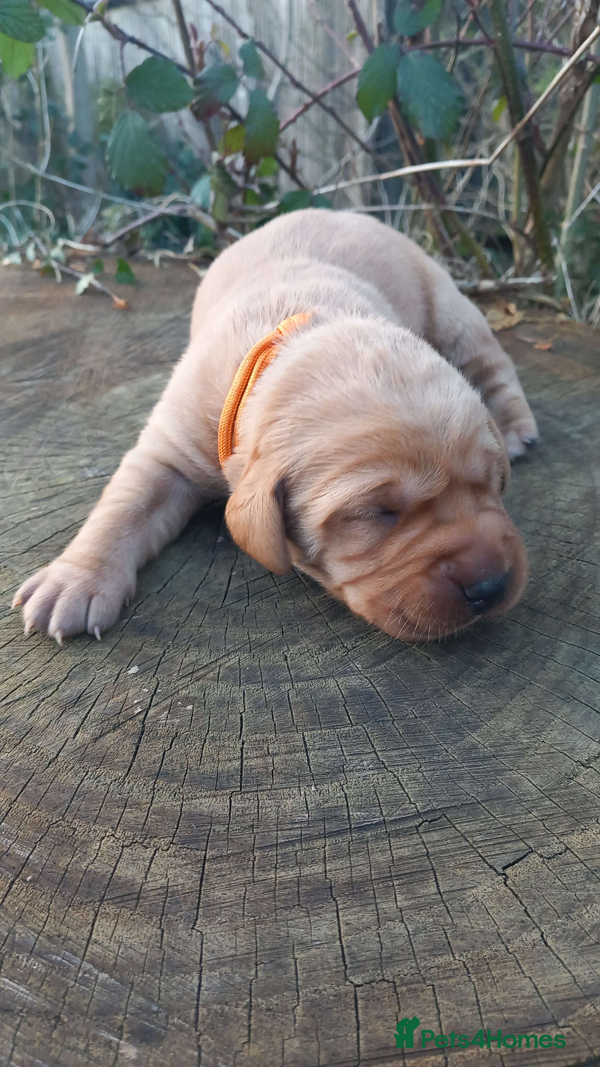 Labrador Retriever dogs KC Registered Red Labrador Retriever Puppies - Advert 2