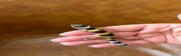 Leopard Gecko reptiles for sale: Leopard gecko babies  - Advert 6