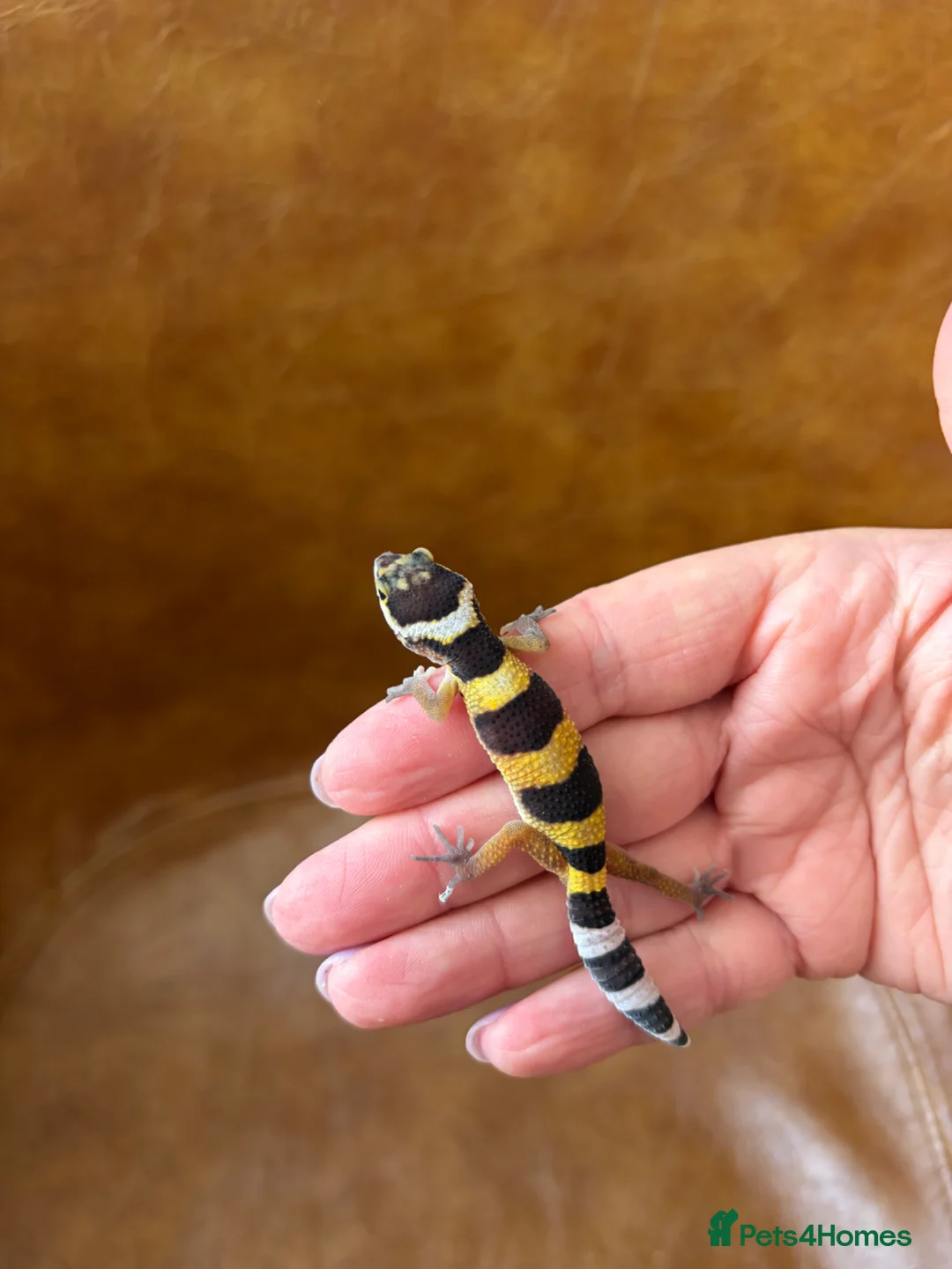 Leopard Gecko reptiles for sale: Leopard gecko babies  - Advert 6