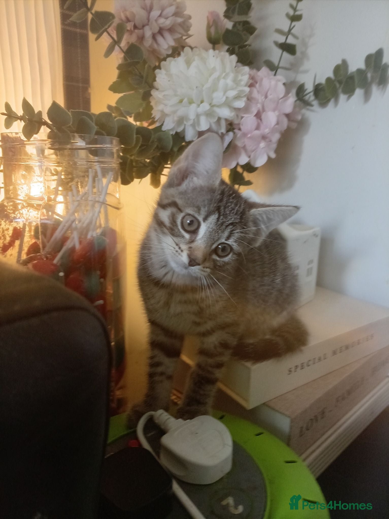 Mixed Breed cats 2 female kittens for sale - Advert 1