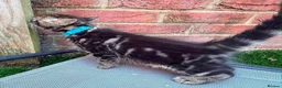 Bengal cats for sale: Bengal X Maine Coon Kittens - Advert 24