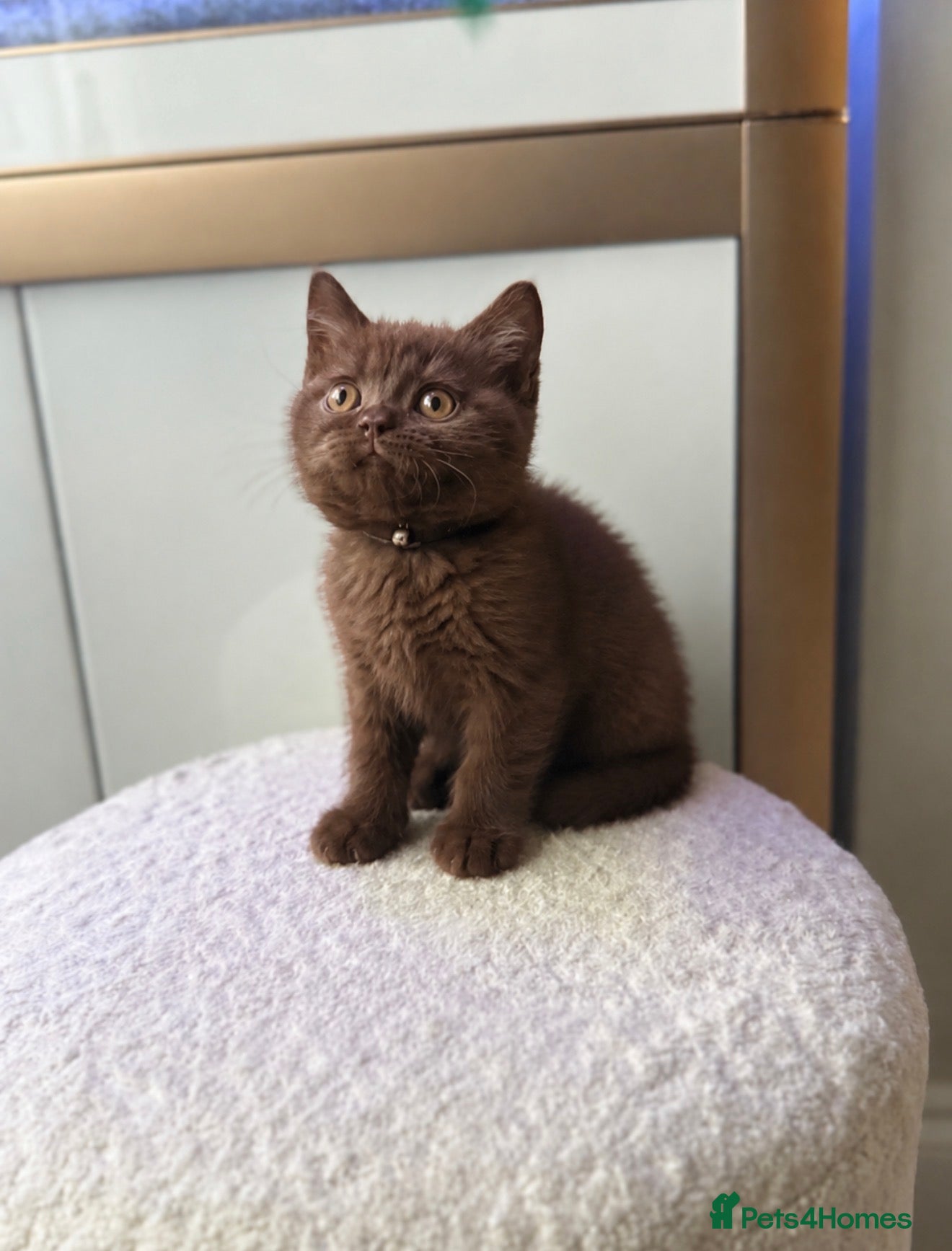 British Shorthair cats Cute British Shorthair Kittens – Pet Homes Only 💛 - Advert 2