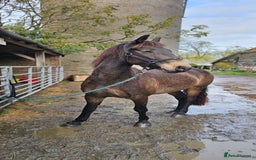 Andalusian horses for sale: Full or Part Loan - Advert 23