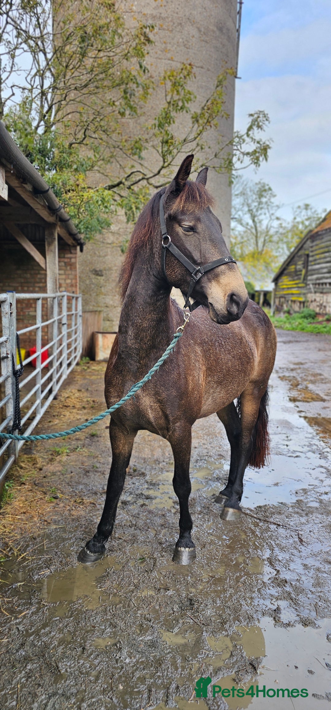 Andalusian horses for sale: Full or Part Loan - Advert 23