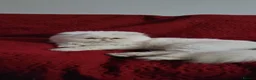 Persian cats for sale: Greek male Teo  - Advert 3