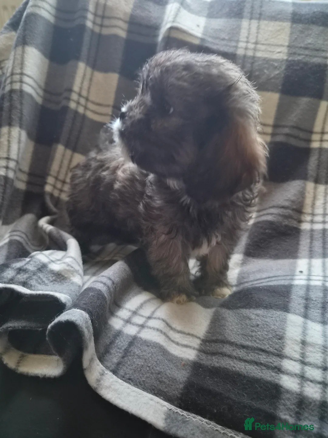 Cava Tzu dogs for sale: Cava Tzu pups - Advert 2